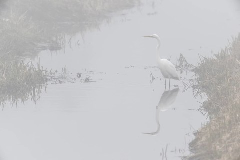 Great White Egret (Ardea alba) in the fog, Emsland, Lower Saxony, Germany