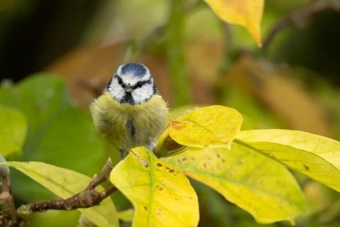 Blue tit (Cyanistes caeruleus) adult garden bird on a magnolia tree branch with autumn colour