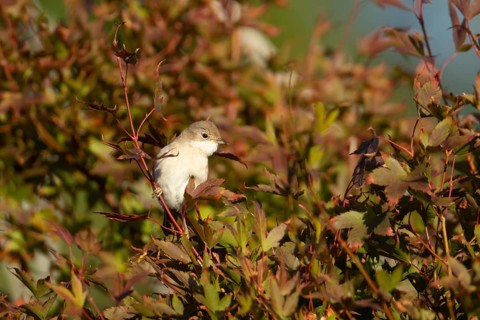 Lesser whitethroat (Curruca curruca) adult bird on a garden shrub with red autumn colour leaves,
