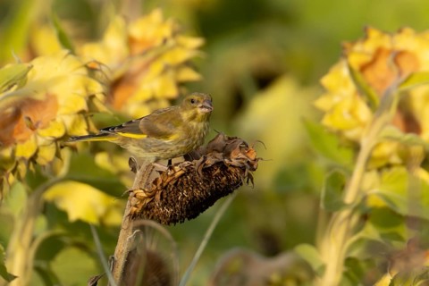 Eurasian greenfinch (Chloris chloris) adult garden bird feeding on sunflower seedhead seeds in