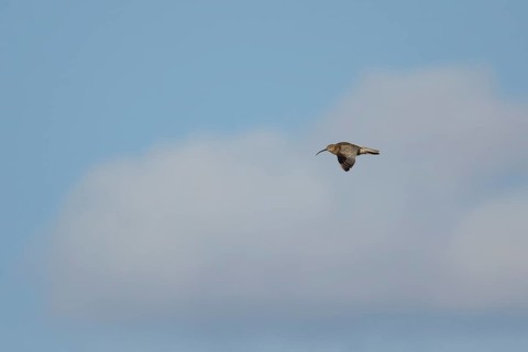 Eurasian curlew (Numenius arquata) adult wader bird flying in summer, England, United Kingdom