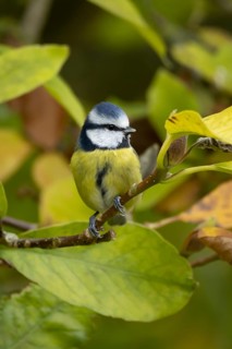 Blue tit (Cyanistes caeruleus) adult garden bird on a magnolia tree branch with autumn colour