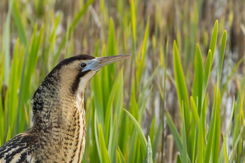Eurasian or Great bittern (Botaurus stellaris) adult bird in a reedbed in spring, RSPB Minsmere