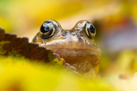 Common frog (Rana temporaria) adult amphibian on fallen autumn leaves in a garden, England, United