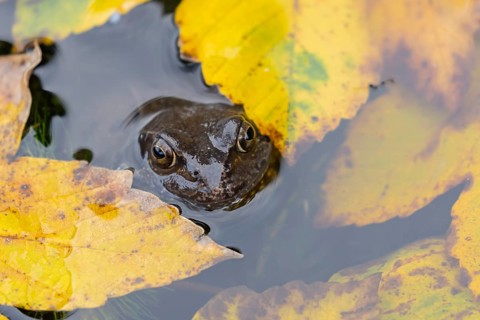 Common frog (Rana temporaria) adult amphibian on the water surface of a pond with fallen autumn