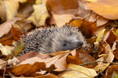 European hedgehog (Erinaceus europaeus) adult animal on a pile of fallen autumn leaves in a garden,
