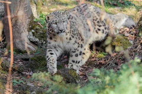 A snow leopard (Panthera uncia) stalks its siblings between rocks and trees in hilly terrain on a