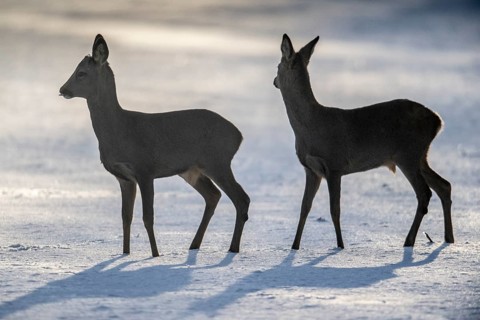 Roe deer (Capreolus capreolus) in the snow, Emsland, Lower Saxony, Germany