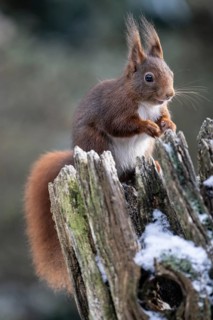 Squirrel (Sciurus vulgaris), Emsland, Lower Saxony, Germany