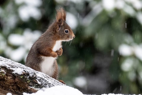 Squirrel (Sciurus vulgaris), Emsland, Lower Saxony, Germany