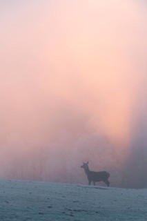 A female red deer (Cervus elaphus) stands on a snow-covered meadow at sunrise, with dense, colorful