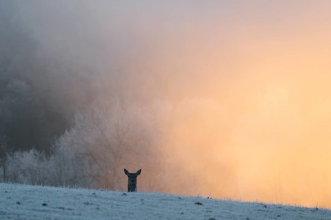 A female red deer (Cervus elaphus) stands behind a hill on a snow-covered meadow at sunrise and