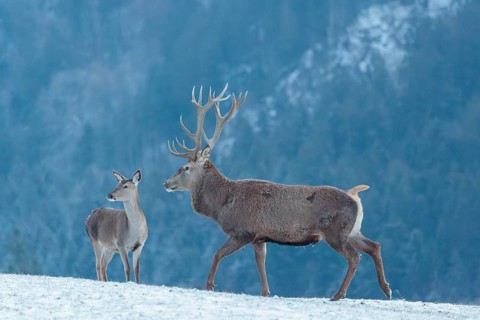 A red deer stag (Cervus elaphus) runs across a snow-covered meadow on a cold day. A female red deer