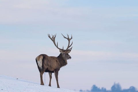 A red deer stag (Cervus elaphus) stands on a snow-covered meadow on a cold day. In the background