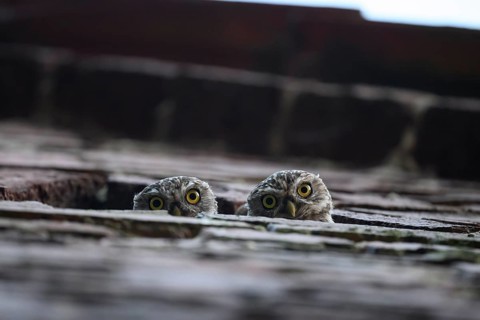 Two young little owls (Athene noctua) peering attentively out of an opening in a wall,