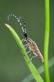 Thistle buck (Agapanthia cardui), Upper Bavaria, Germany