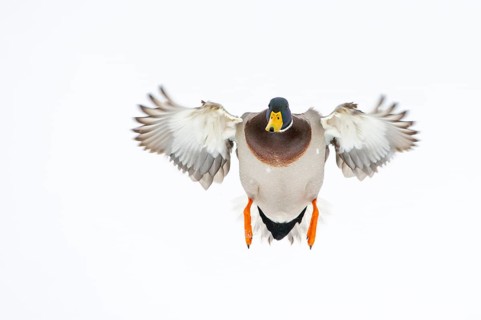 Flying mallard (anas platyrhynchos) in the snow, Vechta, Lower Saxony, Germany