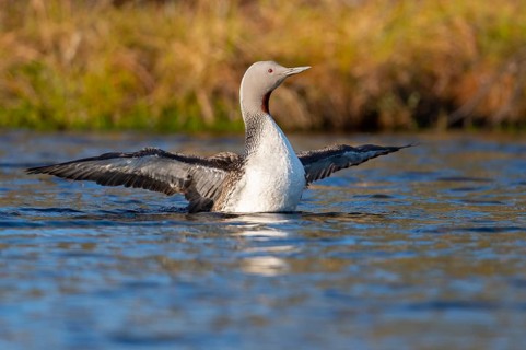 Red-throated diver (Gavia stellata) in breeding plumage on a lake in Sweden, Knuthöjdsmossen,