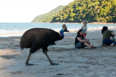 Southern cassowary (Casuarius casuarius) foraging on sand with tourists sitting in the background.