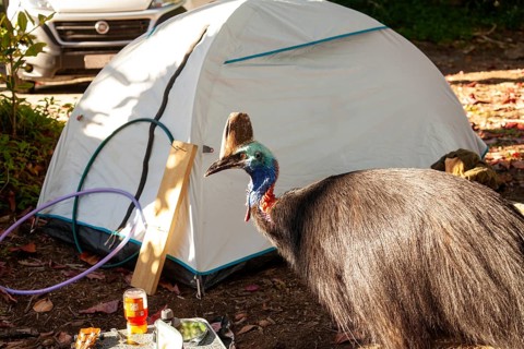 August 19, 2020. Southern cassowary (Casuarius casuarius) walking through camp searching for food