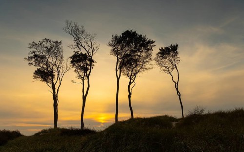 Beeches on the west beach of Fischland-Darss-Zingst at sunset, Baltic Sea, Ahrenshoop,