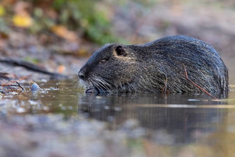 Portrait of a swimming nutria (Myocastor coypus), Osnabrück, Lower Saxony, Germany