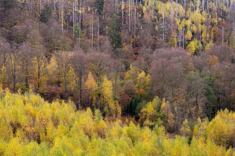 Forest death in the Harz Mountains, forest, wind throw, storm, Ilsenburg, Saxony-Anhalt, Germany