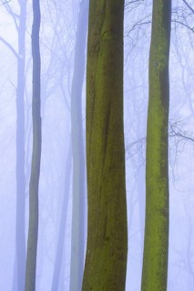 Wintery beech forest in fog, forest, Melle, Lower Saxony, Germany