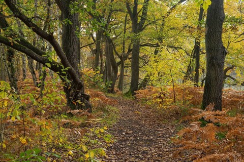 Autumn impression of Ahlhorn fish ponds, forest, Konrriger Baum, Ahlhorn, Lower Saxony, Germany