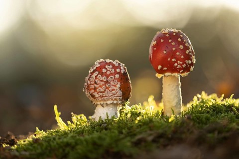 Fly agaric (Amanita muscaria), Ahlhorn, Lower Saxony, Germany