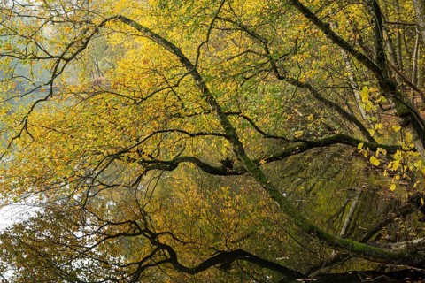 Autumn impression of Ahlhorn fish ponds, Ahlhorn, Lower Saxony, Germany