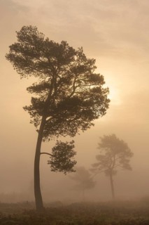 Pine (Pinaceae) in the moor with fog, nature reserve, Vernner Moor, Neuenkirchen-Vörden, Lower
