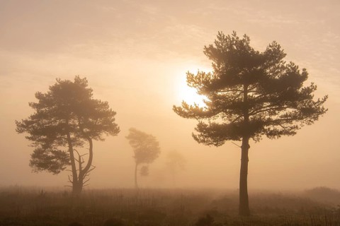 Pine (Pinaceae) in the moor with fog, nature reserve, Vernner Moor, Neuenkirchen-Vörden, Lower