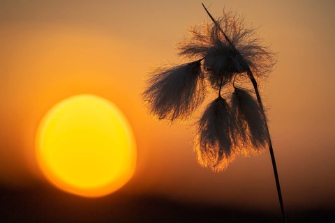 Common cottongrass (Eriophorum angustifolium) in the moor at sunset, Goldenstedt, Lower Saxony,