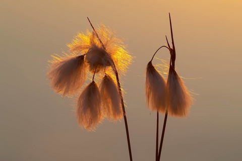Common cottongrass (Eriophorum angustifolium) in a bog, Goldenstedt, Lower Saxony, Germany