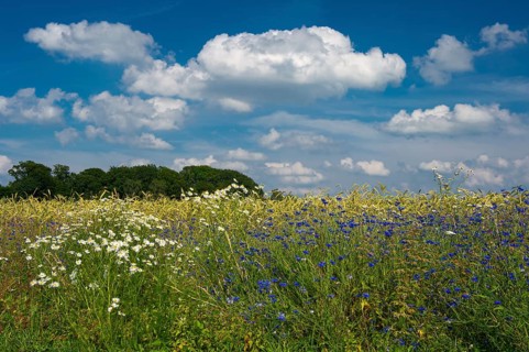 Cornflowers (Centaurea cyanus) in a cereal field, Oldenburger Münsterland, Goldenstedt, Lower