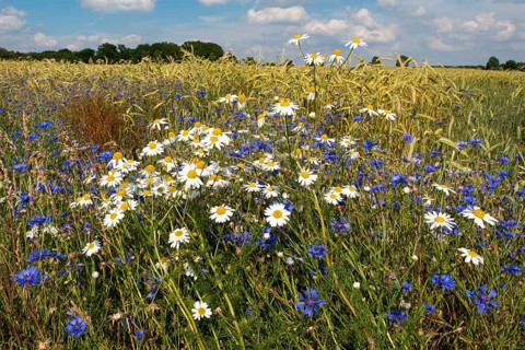 Cornflowers on a grain field in summer, Oldenburger Münsterland, Goldenstedt, Lower Saxony, Germany
