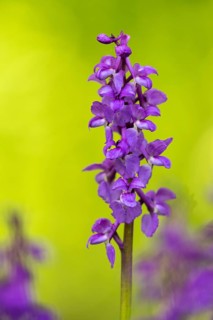 Early purple orchid (Orchis mascula), Osnabrück, Lower Saxony, Germany
