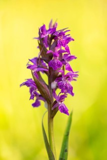 Early purple orchid (Orchis mascula), Aschen, Lower Saxony, Germany
