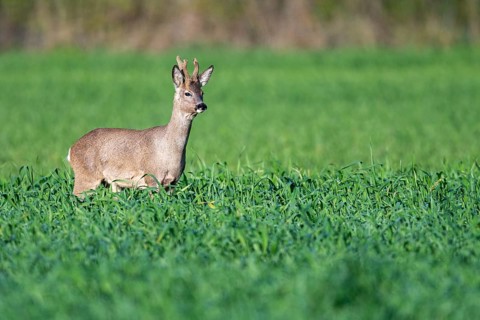 Roebuck (Capreolus capreolus) in winter coat, Vechta, Lower Saxony, Germany