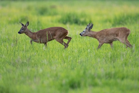 Roebuck (Capreolus capreolus) driving doe in rut, Vechta, Lower Saxony, Germany