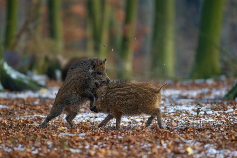 Wild boar (Sus scrofa) in the winer in the snow, young boar, Teutoburg Forest, Melle, Lower Saxony,