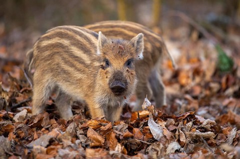 Wild boar (Sus scrofa) in the snow, fresh boar, Melle, Lower Saxony, Germany