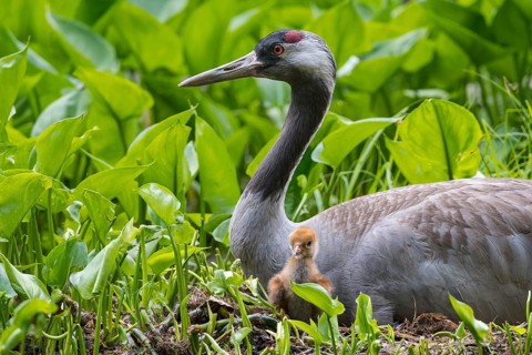 Crane (gurs grus) in nest with chicks, Feldberger Seenlandschaft, Mecklenburg-Vorpommern, Germany