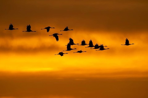 Cranes (grus grus) flying over the Baltic Sea at sunrise, Zingst, Mecklenburg-Vorpommern, Germany