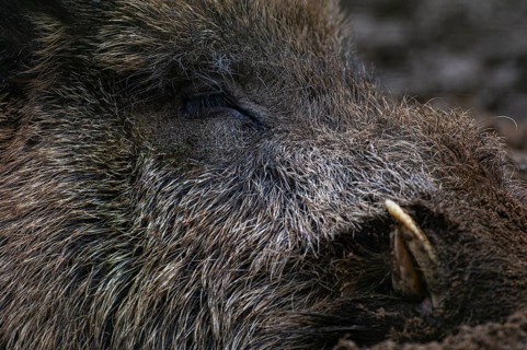 Wild boar (Sus scrofa) in the snow, wild boar, Melle, Lower Saxony, Germany