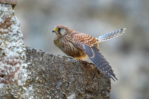 Kestrel (Falco tinnunculus), Gerolstein, Rhineland-Palatinate, Germany