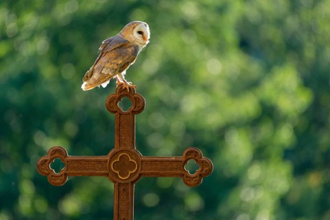 Barn owl (Tyto alba) sitting on a cross, Gerolstein, Rhineland-Palatinate, Germany