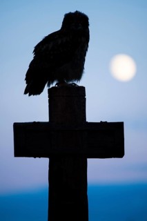 Eurasian Eagle-owl (bubo bubo) sitting on a cross under a full moon, Gerolstein,