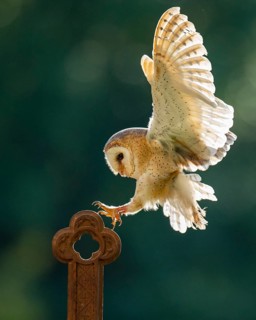 Flying barn owl (Tyto alba), Gerolstein, Rhineland-Palatinate, Germany